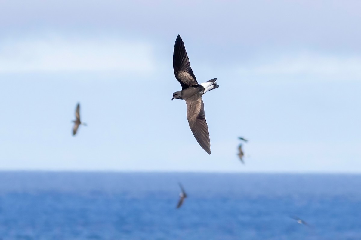 Wedge-rumped Storm-Petrel - ML624142324