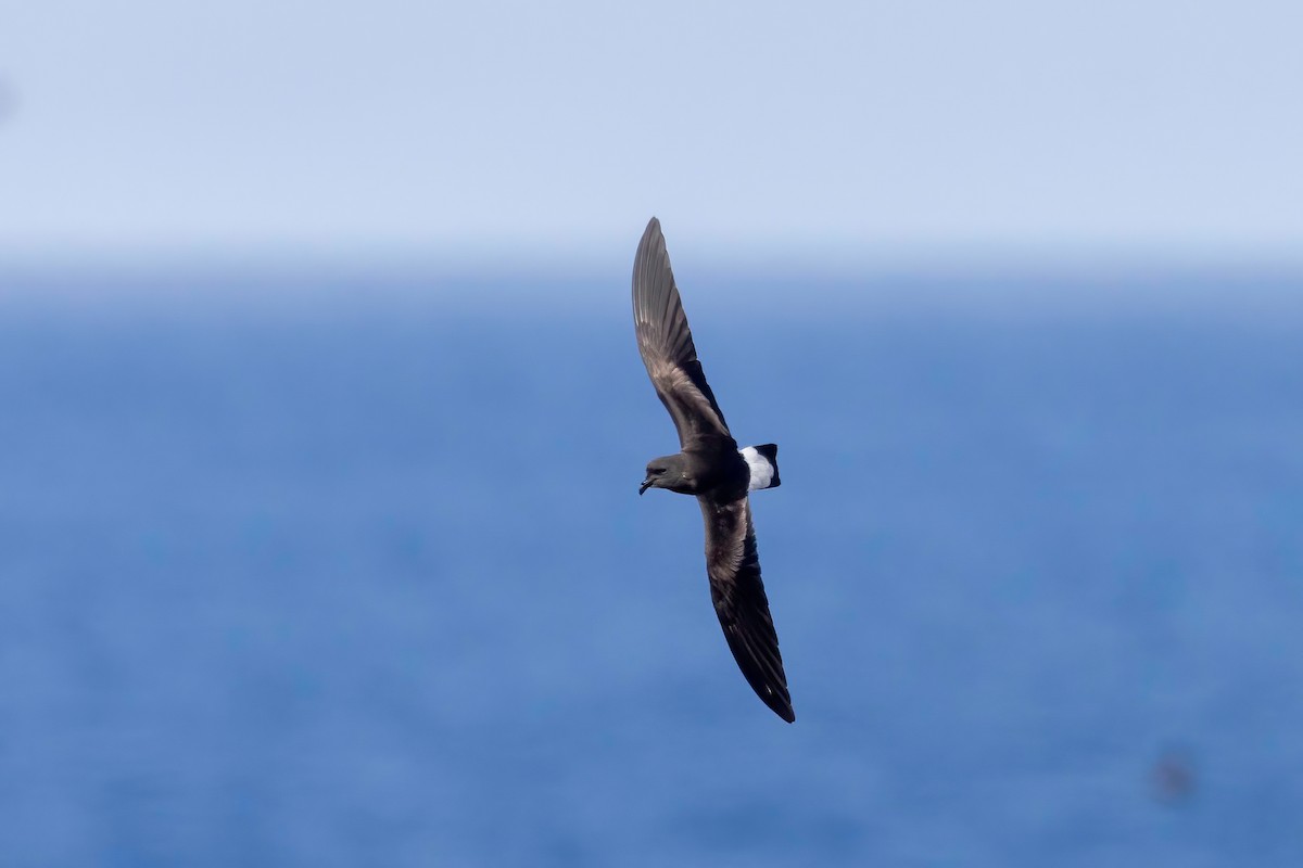 Wedge-rumped Storm-Petrel - ML624142325