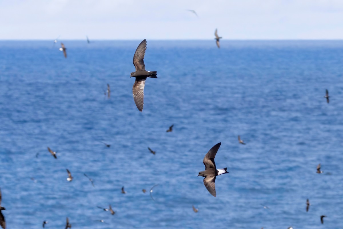 Wedge-rumped Storm-Petrel - ML624142326