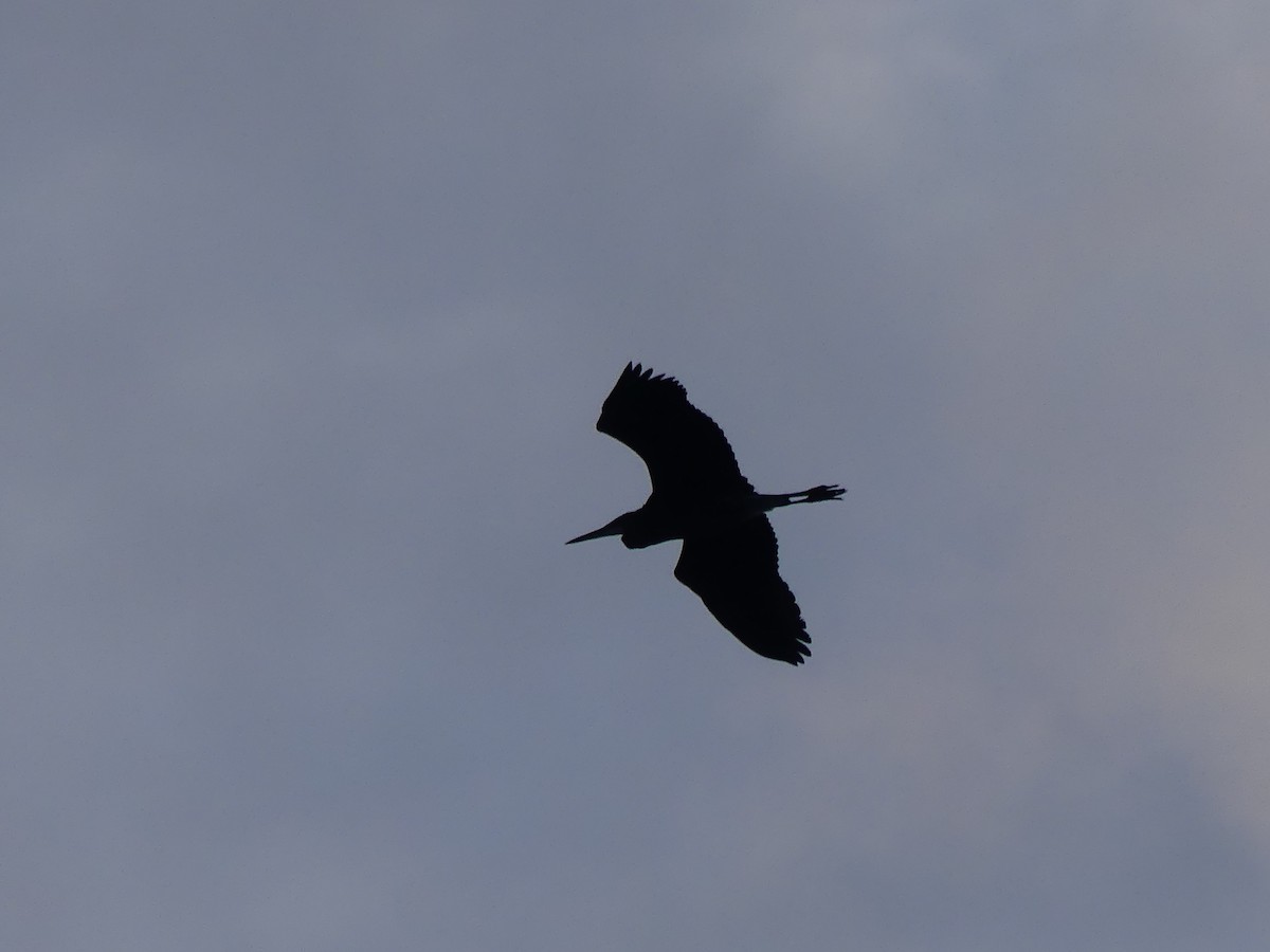 Great Blue Heron - ML624142328