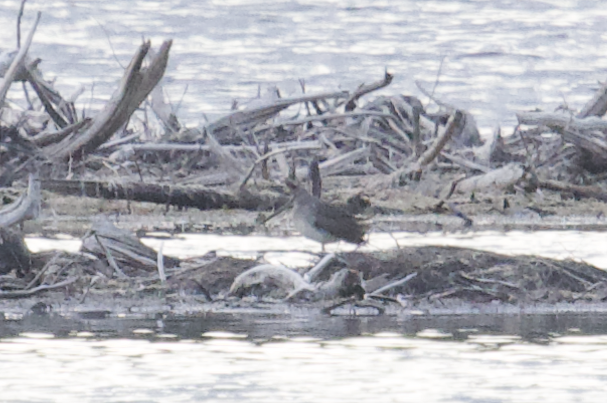 Long-billed Dowitcher - ML624142342