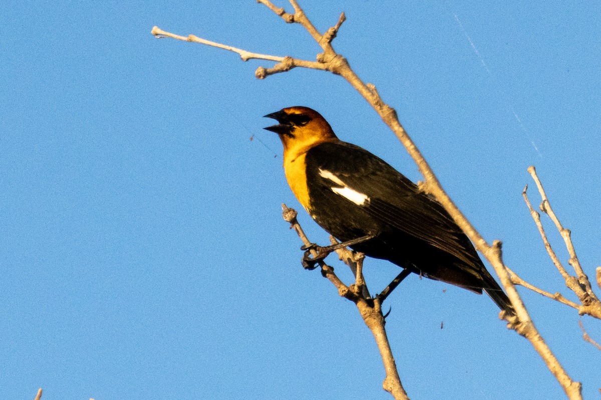 Yellow-headed Blackbird - ML624142366