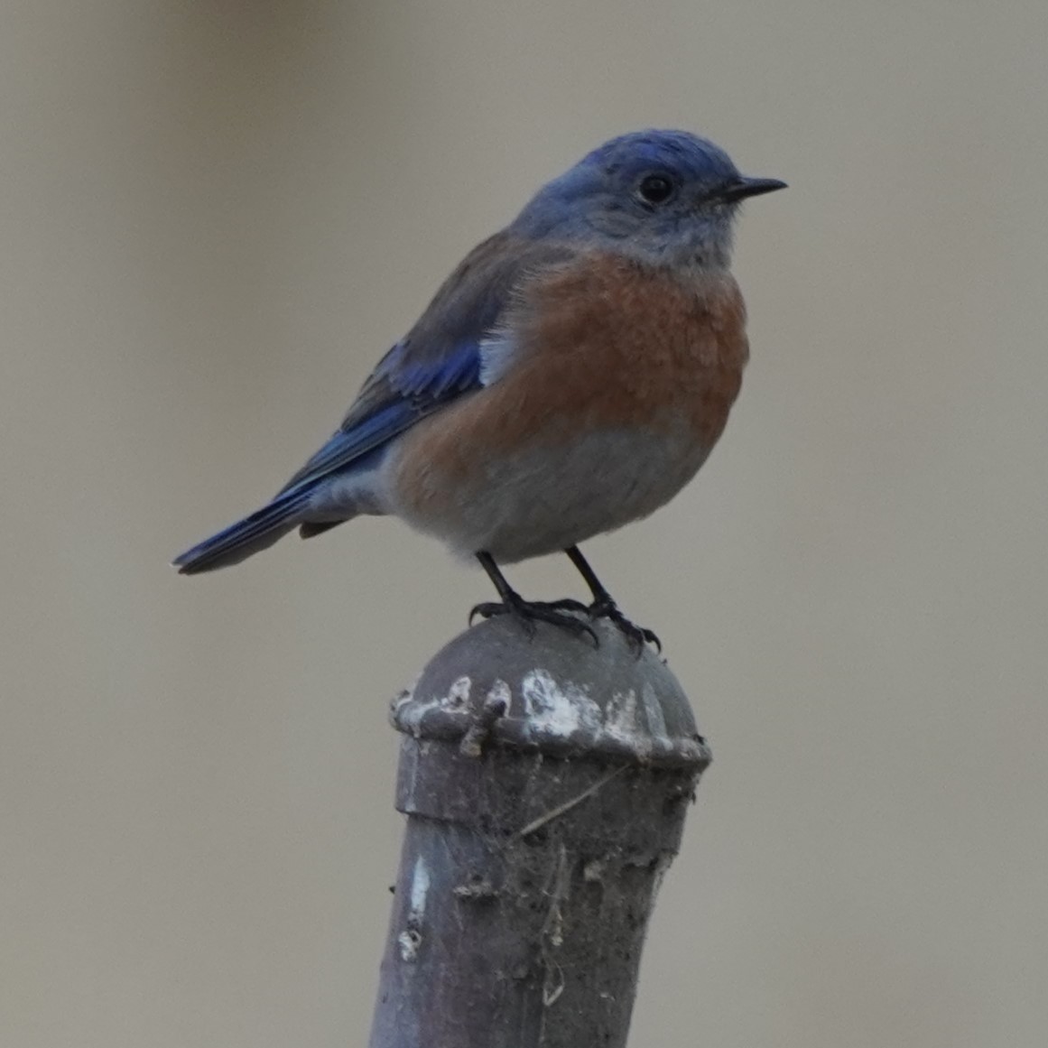 Western Bluebird - ML624142381