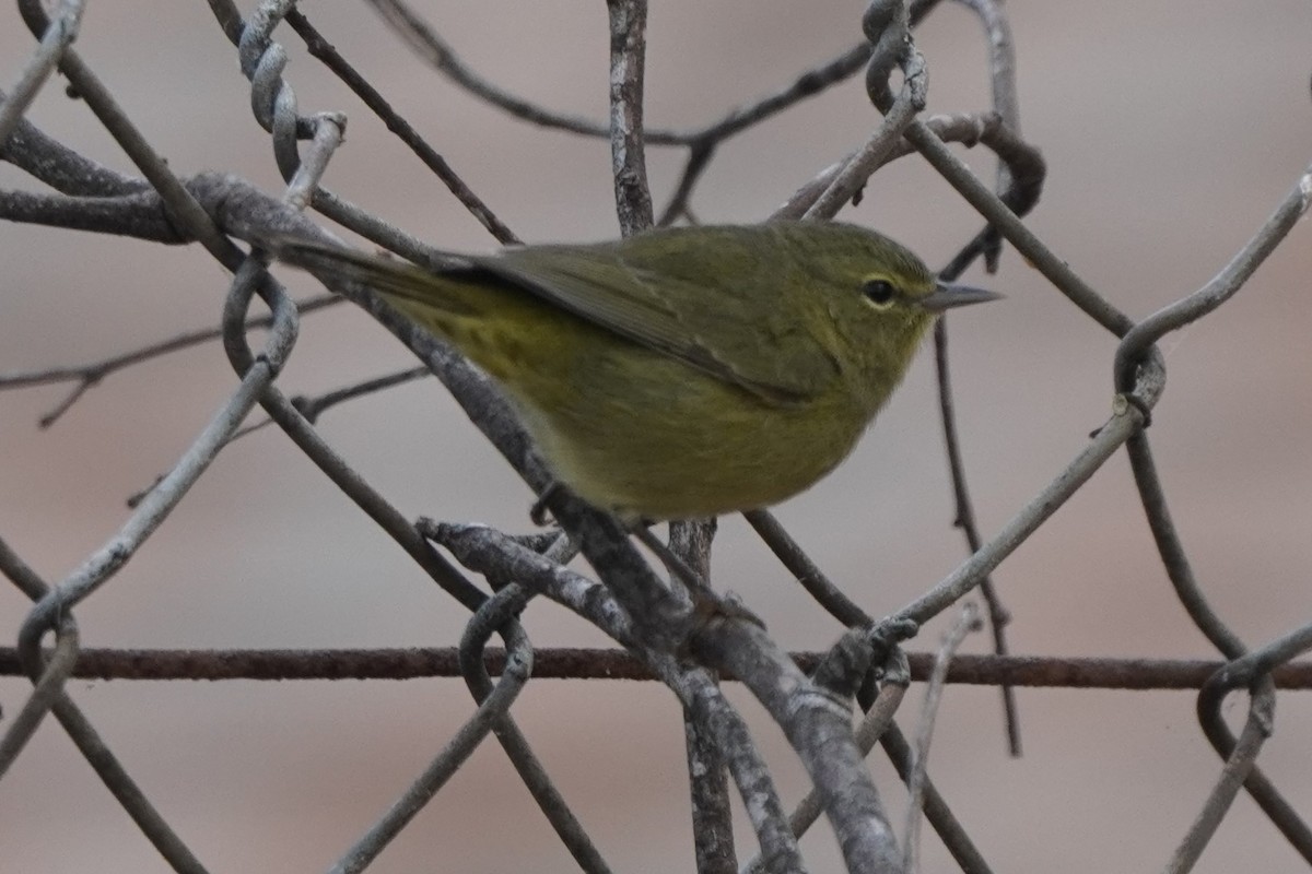 Orange-crowned Warbler - ML624142384