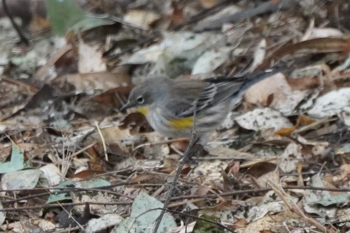 Yellow-rumped Warbler - ML624142405