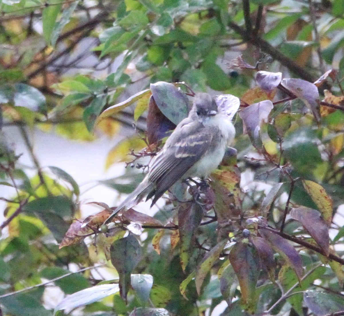 Eastern Wood-Pewee - Kari Dietlin