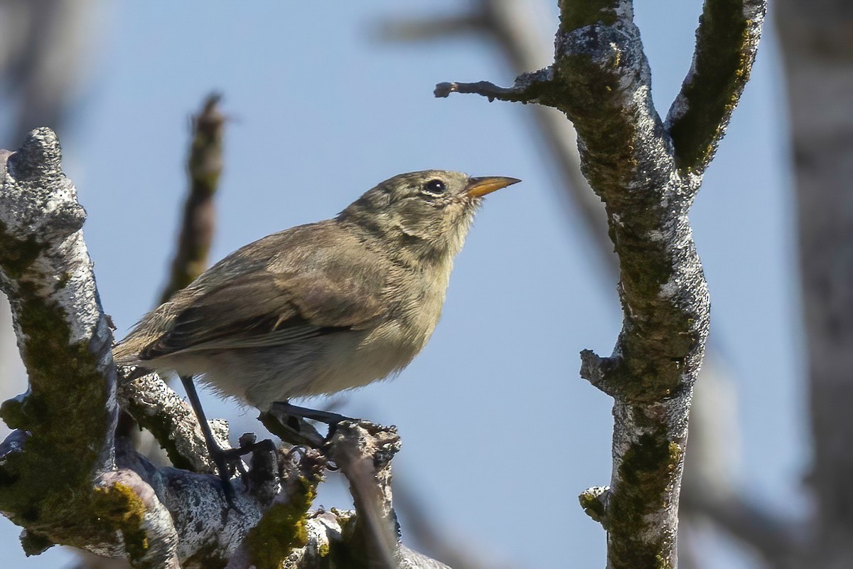 Gray Warbler-Finch - ML624142426