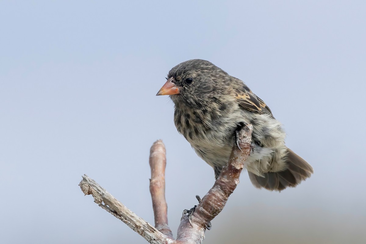 Genovesa Ground-Finch - ML624142439