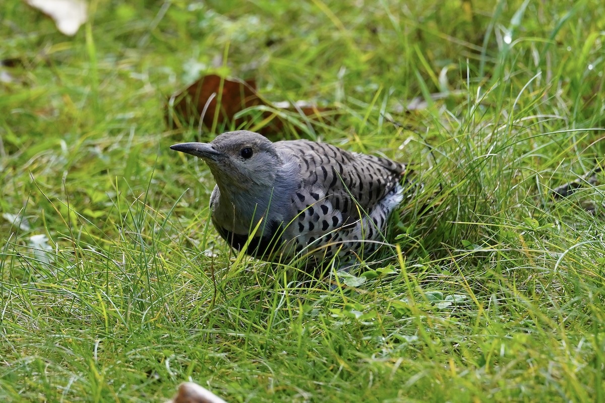 Northern Flicker (Red-shafted) - ML624142440