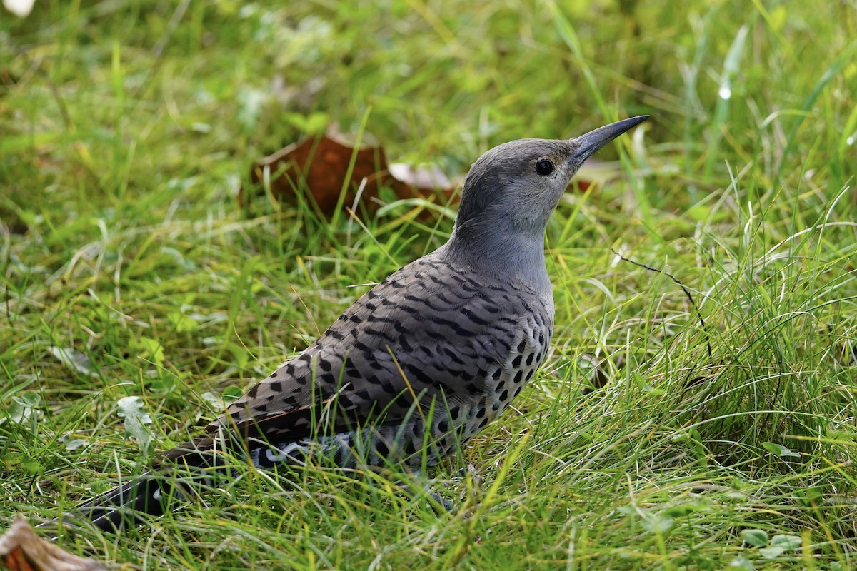 Northern Flicker (Red-shafted) - ML624142442