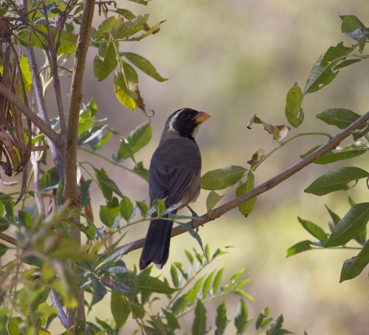 Golden-billed Saltator - Benjamin Zerante