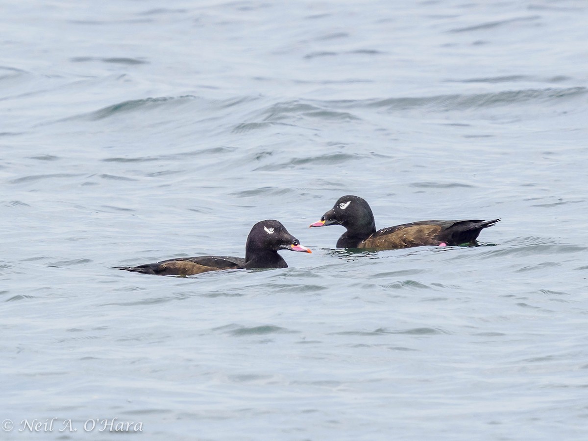 White-winged Scoter - ML624142466