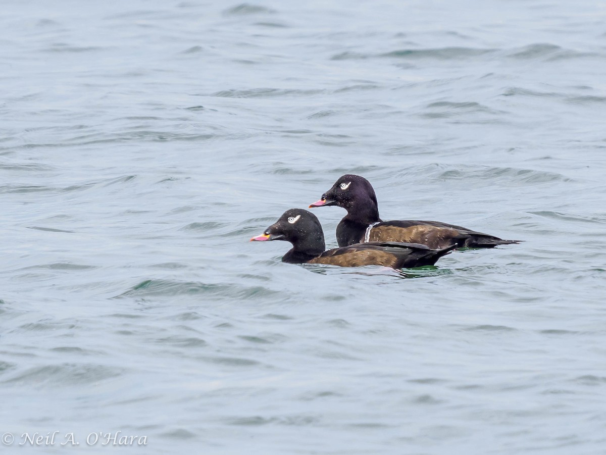 White-winged Scoter - ML624142467