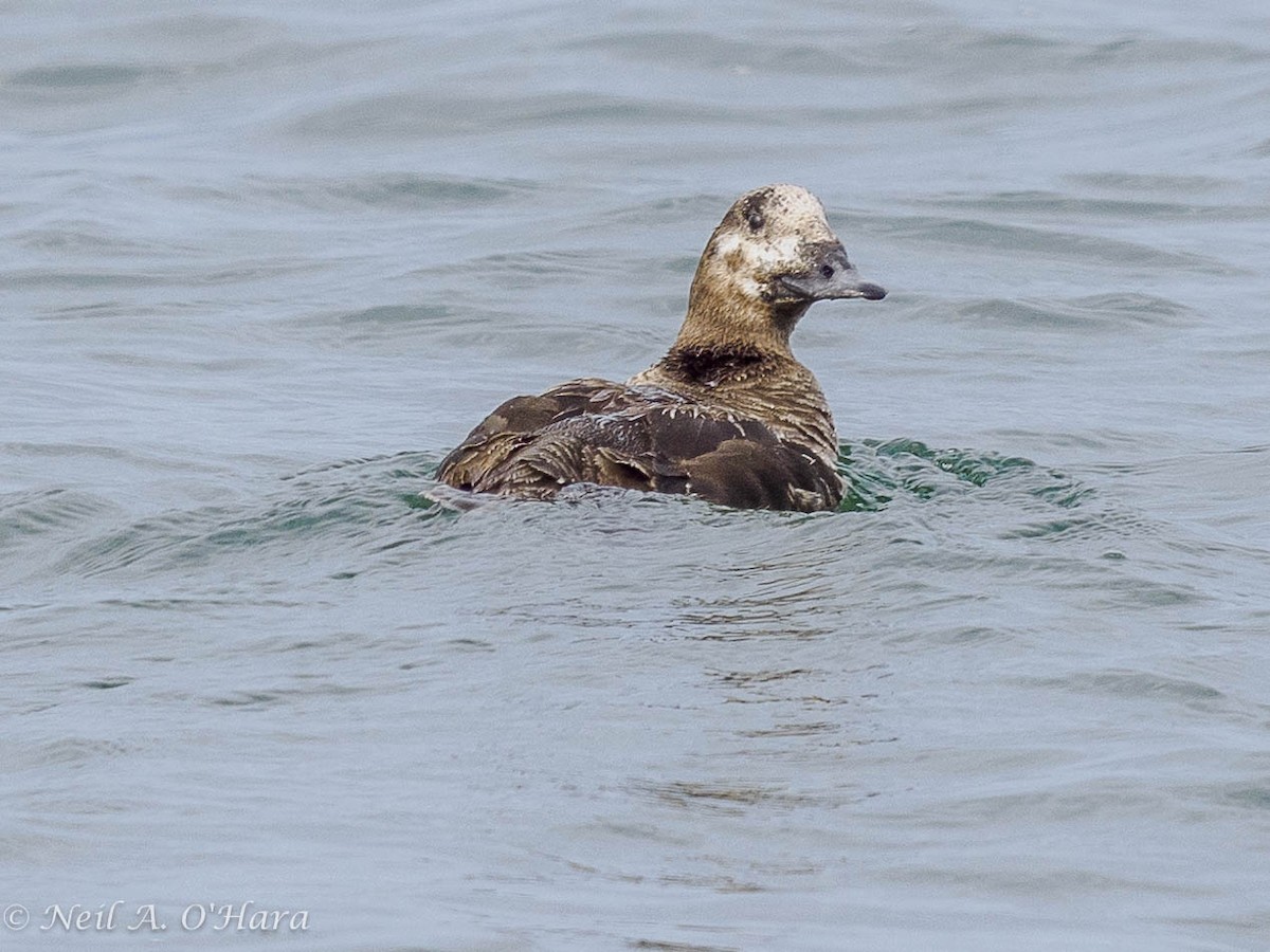 White-winged Scoter - ML624142475