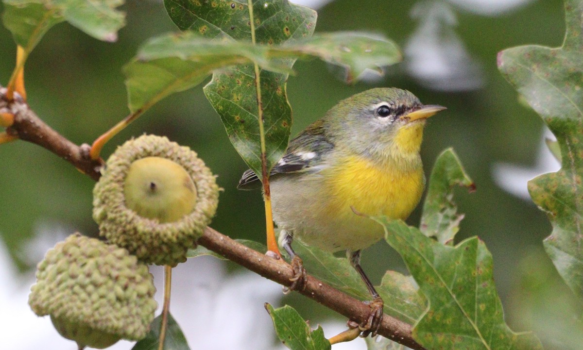 Northern Parula - ML624142516