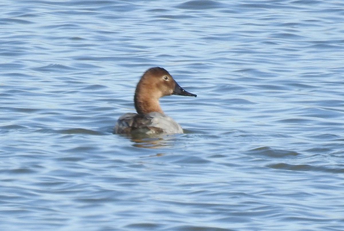 Canvasback - ML624142529