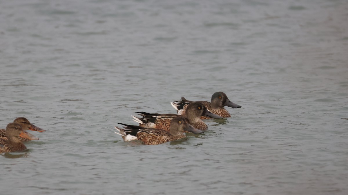 Northern Shoveler - ML624142542