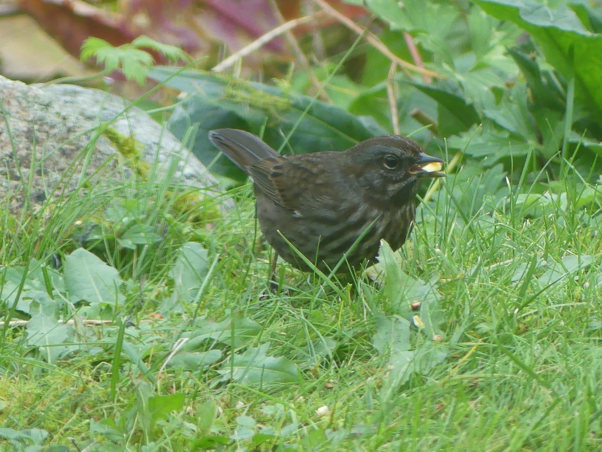 Song Sparrow - ML624142548