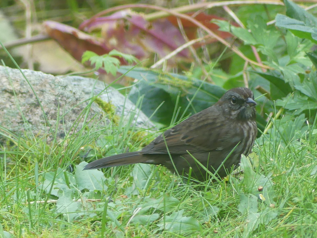 Song Sparrow - ML624142549