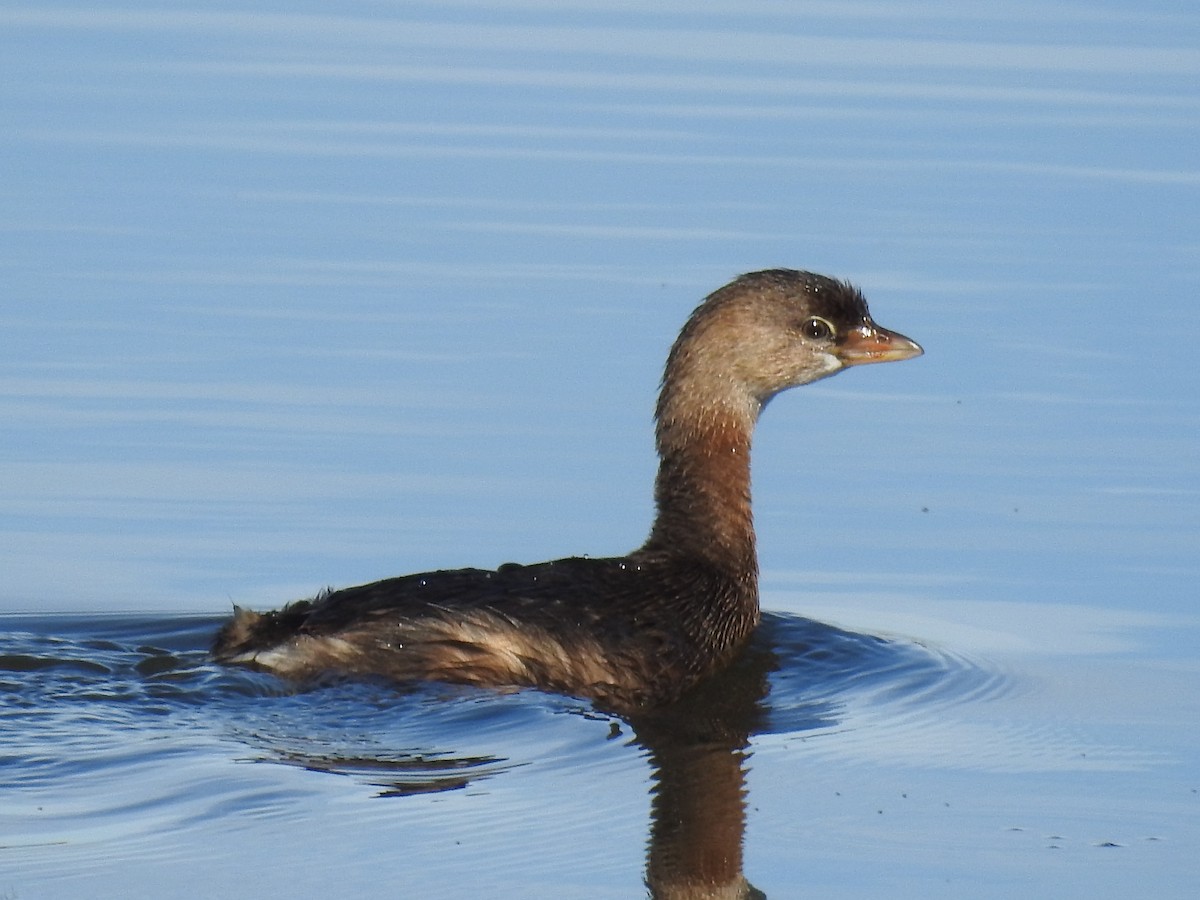 Pied-billed Grebe - ML624142557