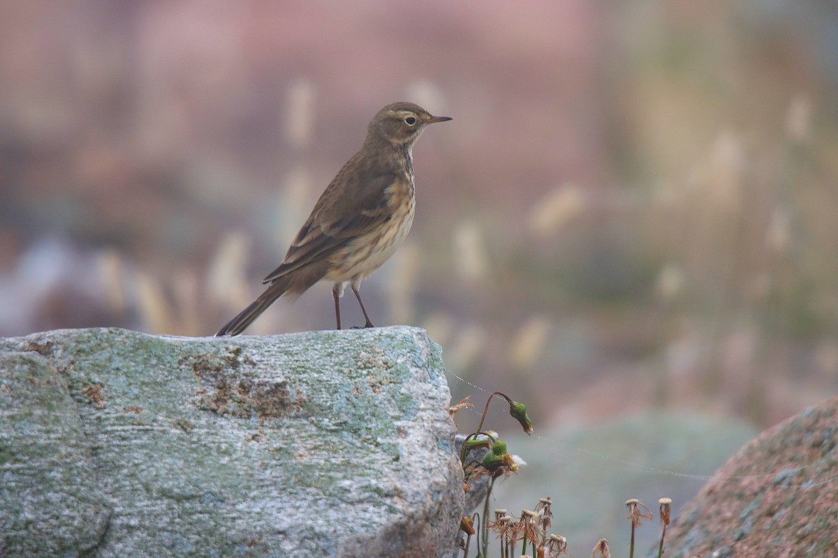 American Pipit - Sylvain Lépine