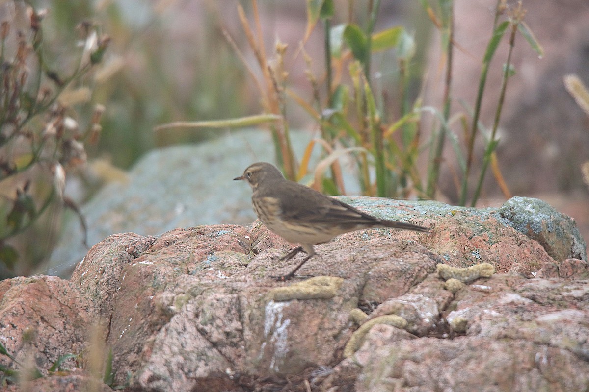 American Pipit - ML624142588