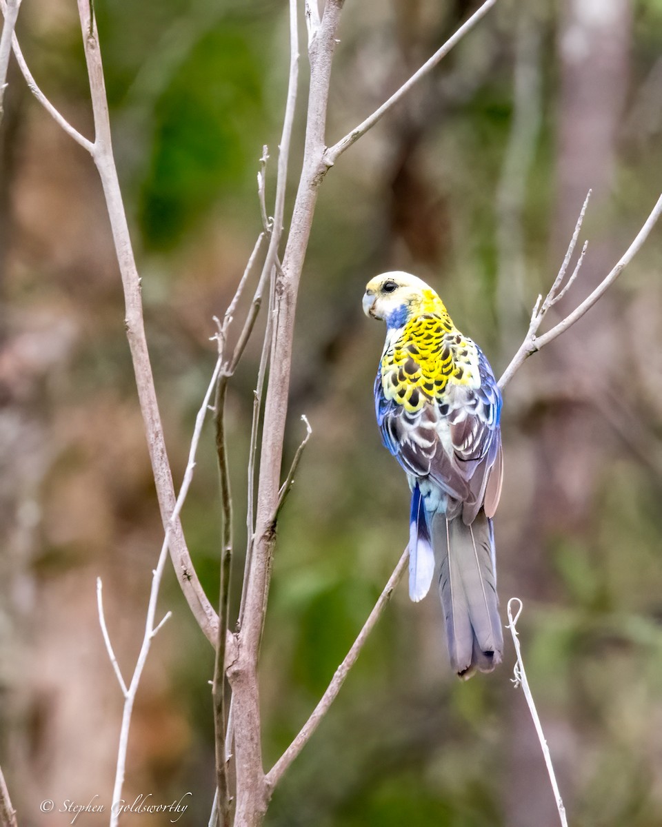 Pale-headed Rosella - ML624142590