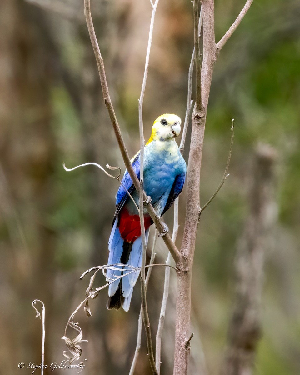 Pale-headed Rosella - ML624142591