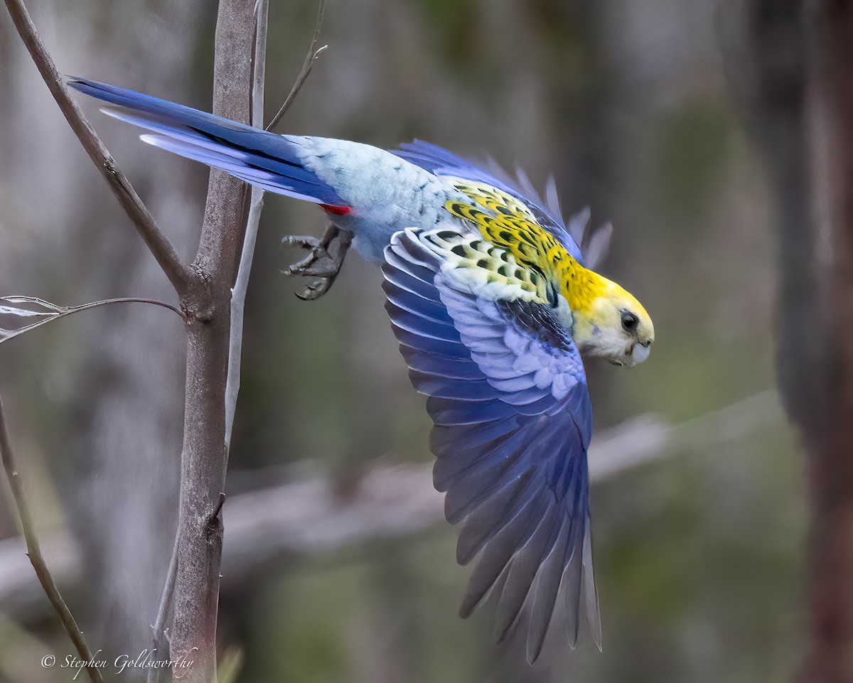 Pale-headed Rosella - ML624142592