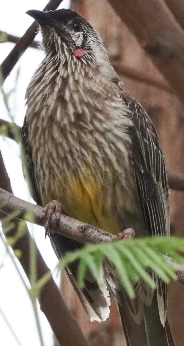 Red Wattlebird - ML624142603