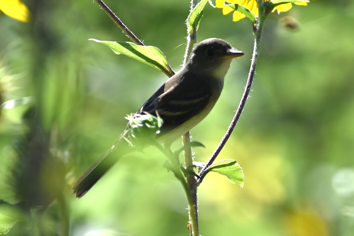 Willow Flycatcher - Joe Cochran