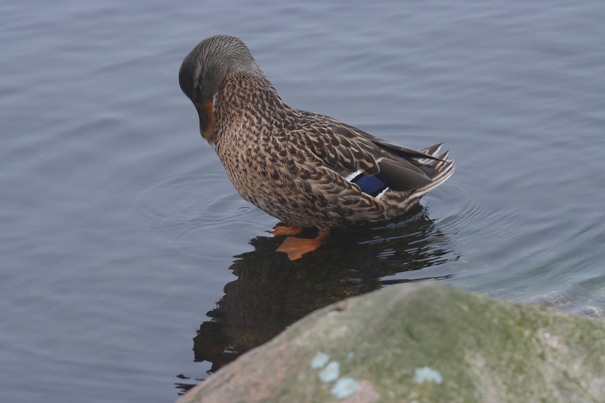 Mallard - ML624142610