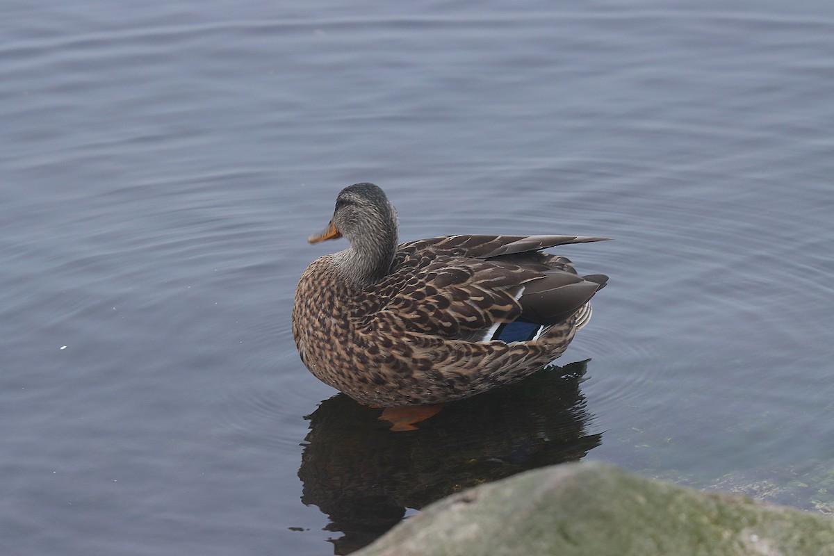 Mallard - ML624142617