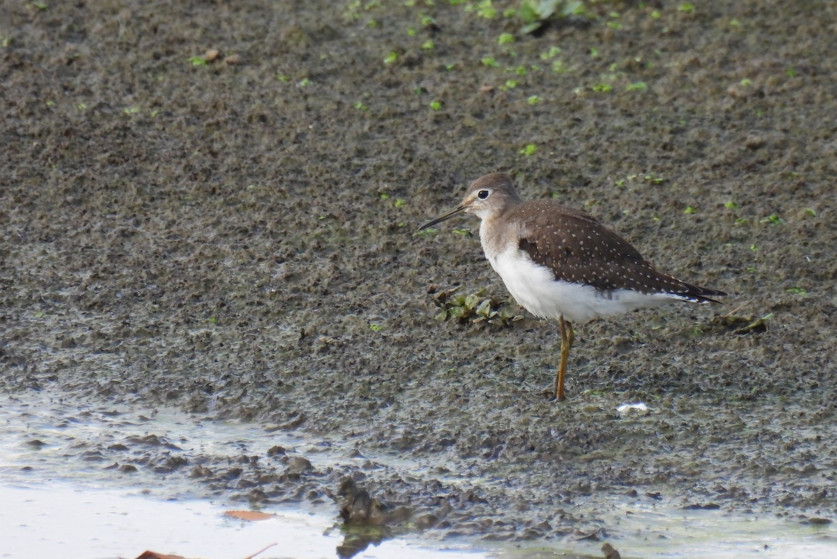 Solitary Sandpiper - Corvus 𓄿