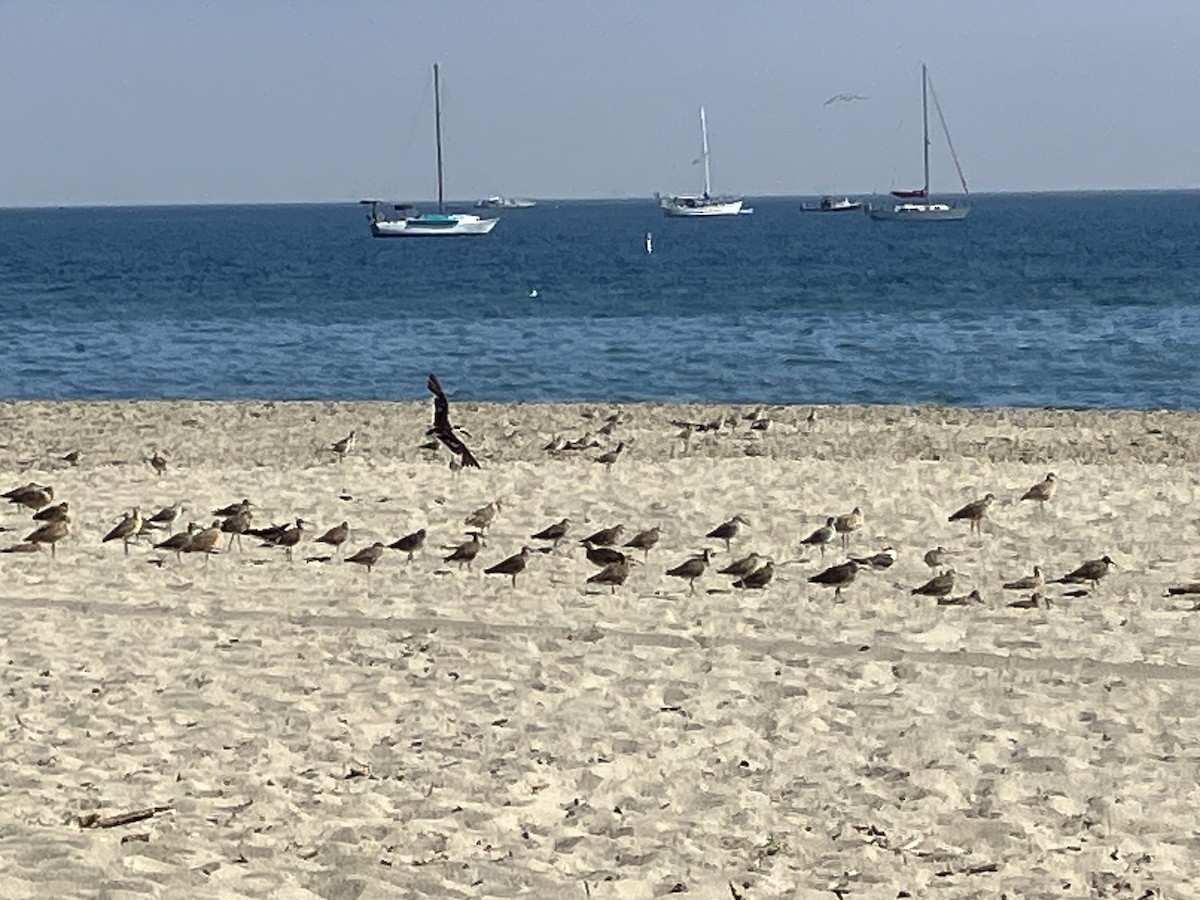 Long-billed Curlew - Anonymous