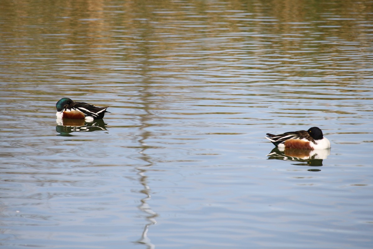 Northern Shoveler - ML624142676