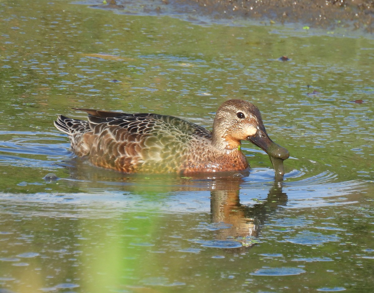 Blue-winged Teal - Corvus 𓄿