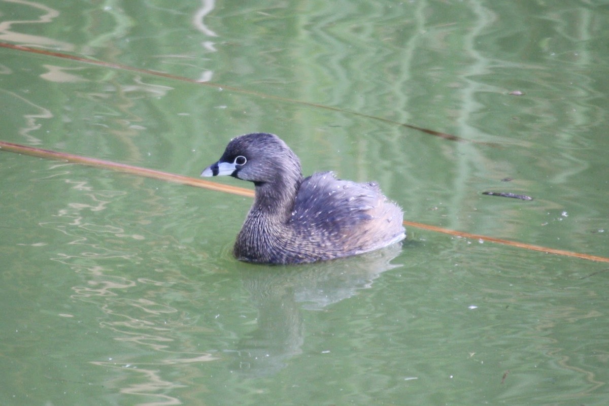 Pied-billed Grebe - ML624142695