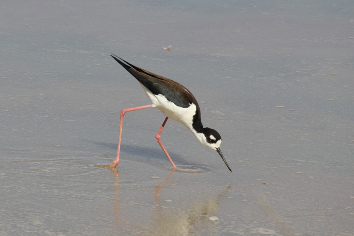 Black-necked Stilt - ML624142700