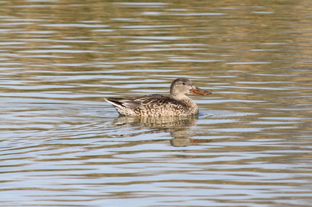 Northern Shoveler - ML624142718