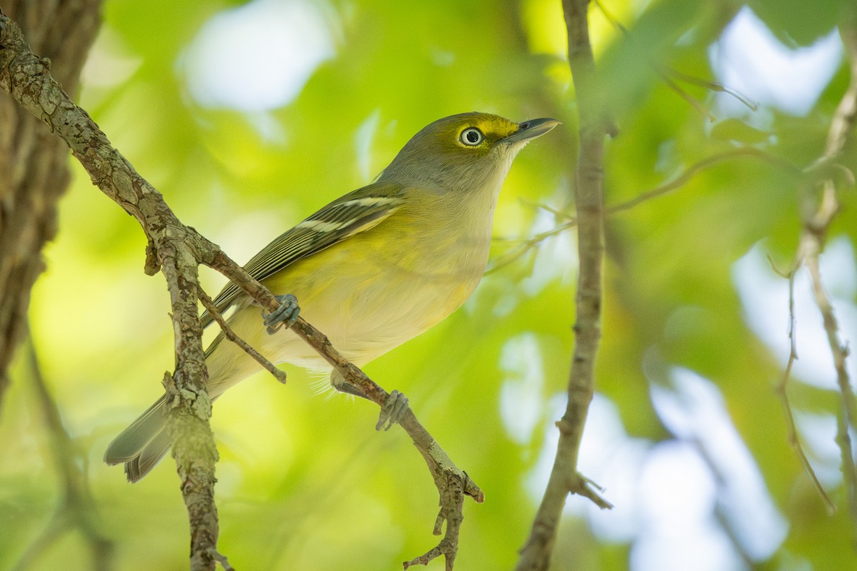 Vireo Ojiblanco - ML624142726