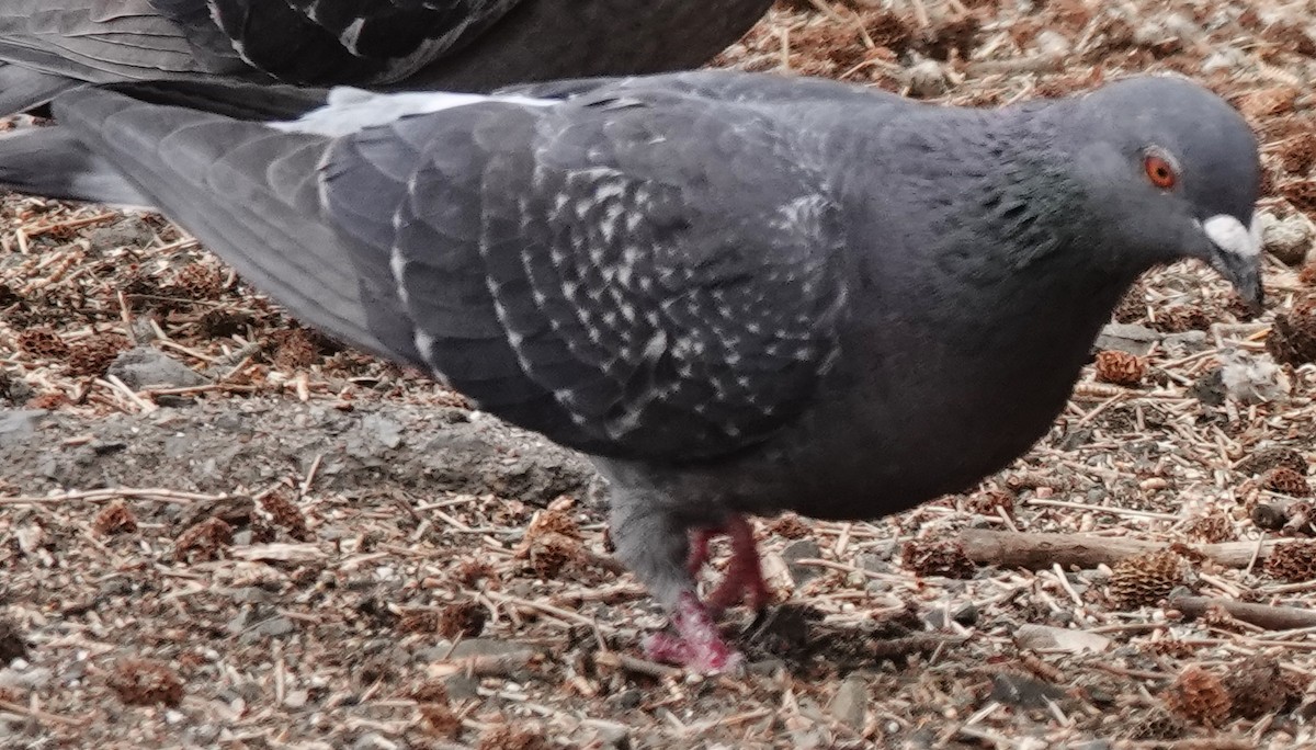 Rock Pigeon (Feral Pigeon) - ML624142730