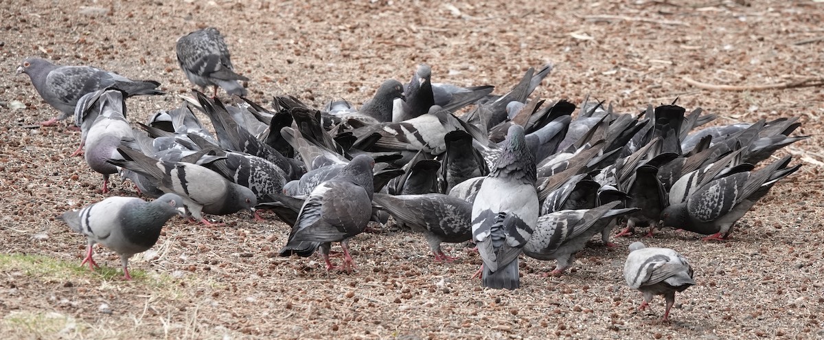 Rock Pigeon (Feral Pigeon) - ML624142731