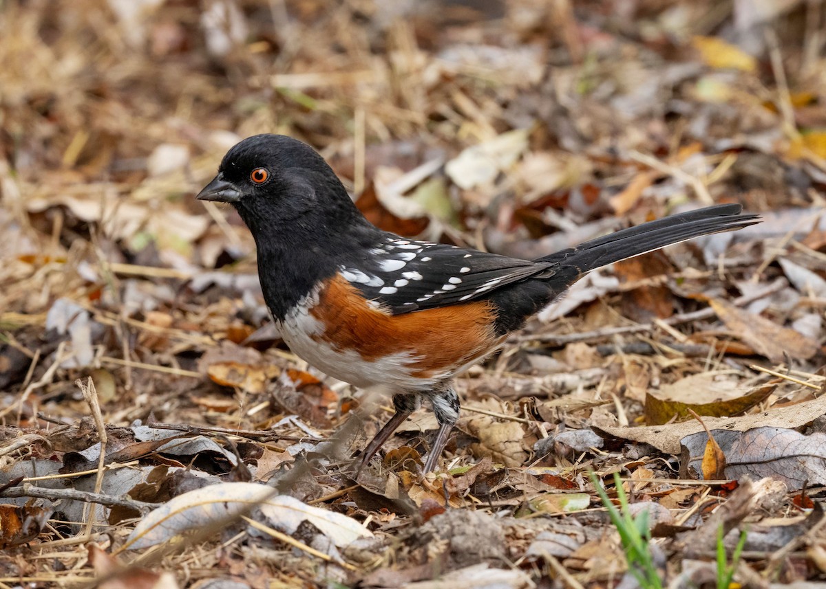 Spotted Towhee - ML624142735