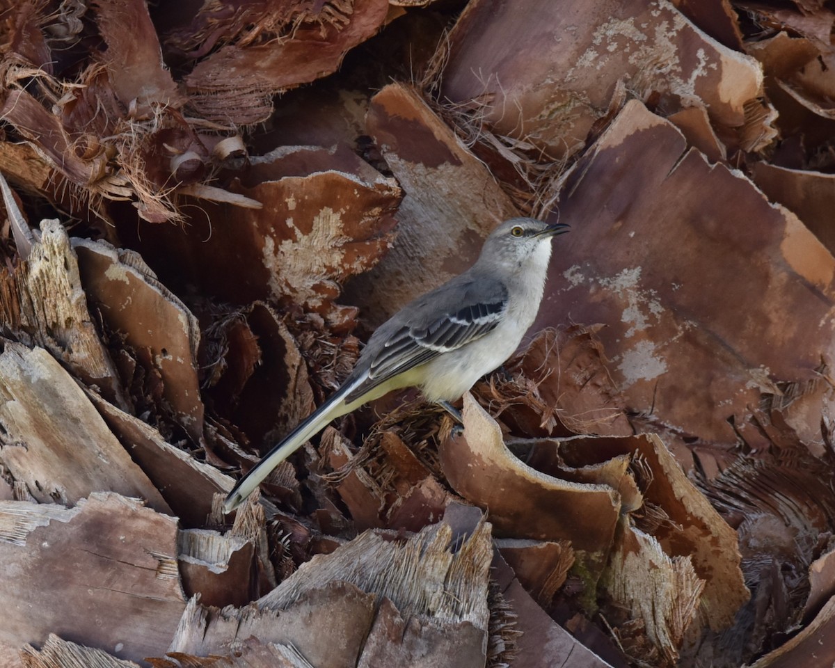 Northern Mockingbird - ML624142745