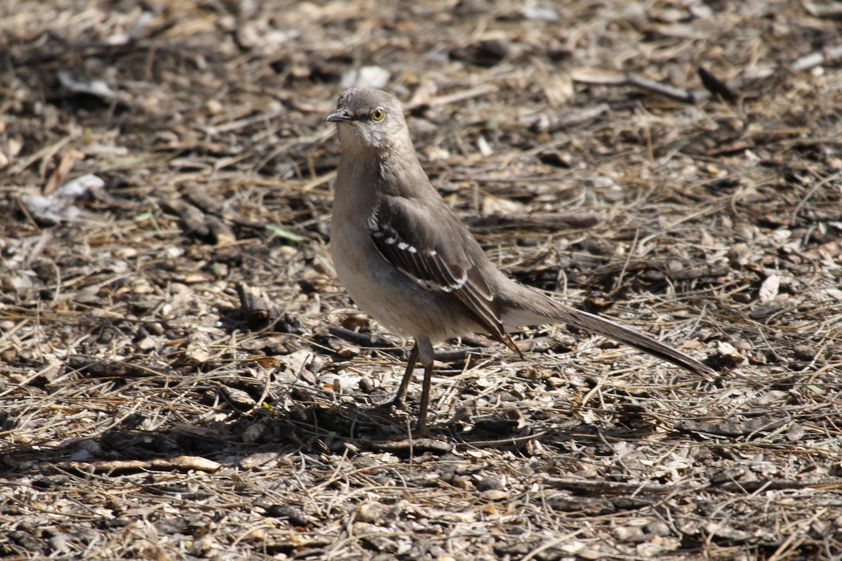 Northern Mockingbird - ML624142747