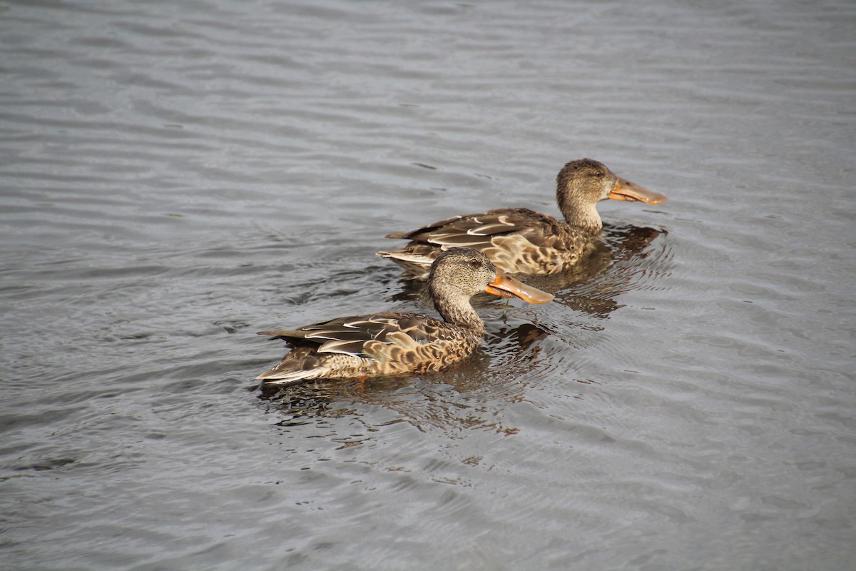 Northern Shoveler - ML624142750