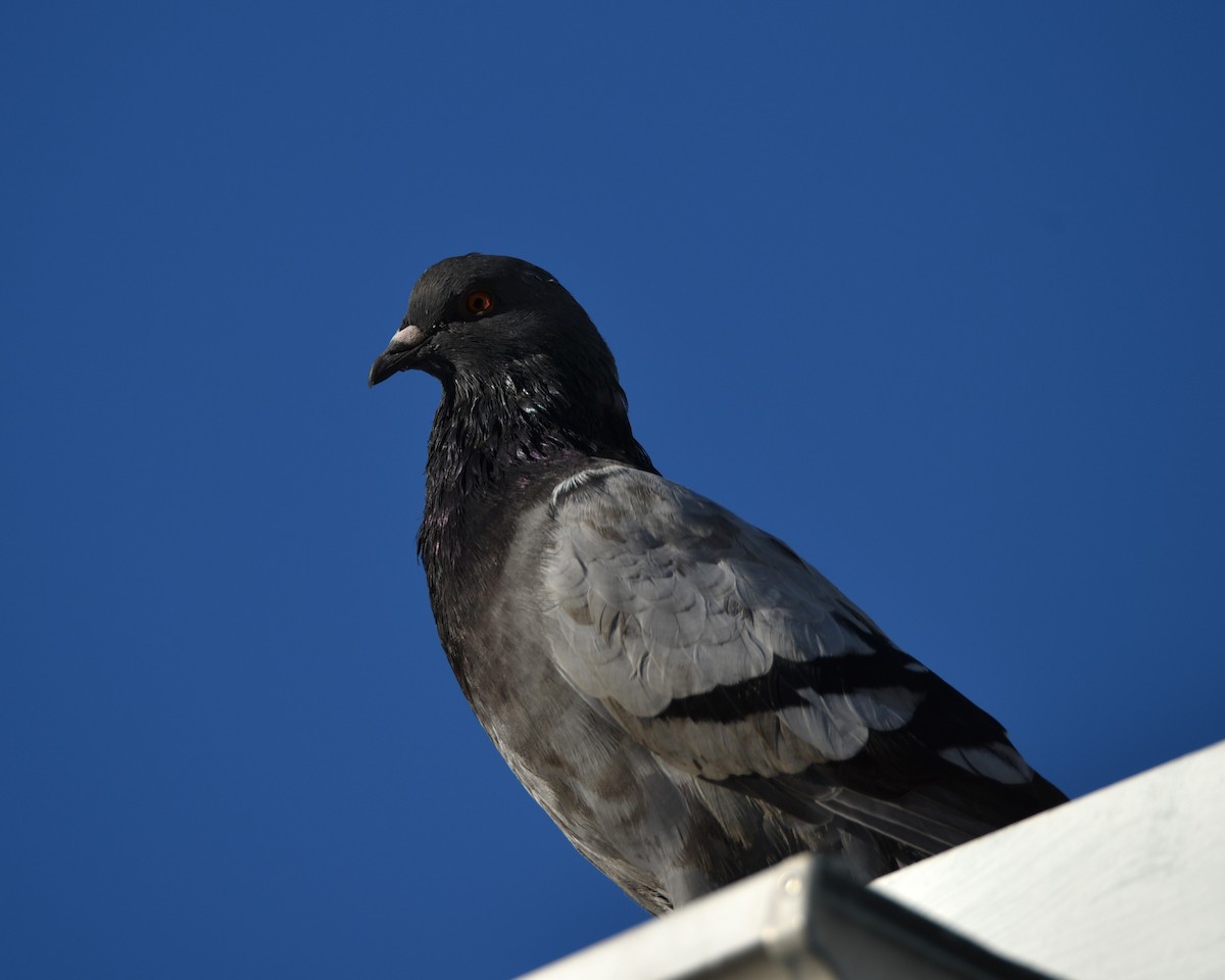 Rock Pigeon (Feral Pigeon) - Lynn Kohler