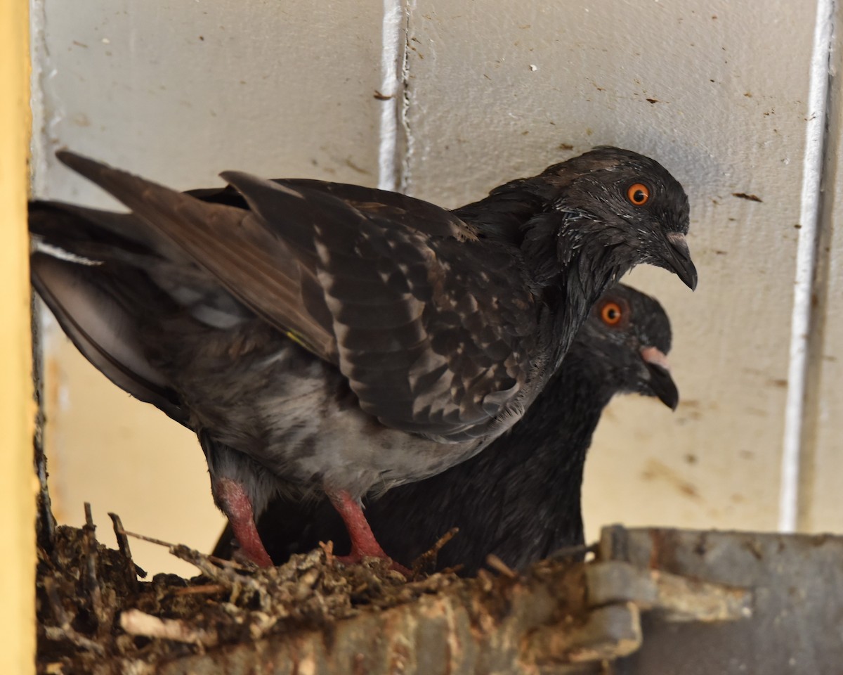 Rock Pigeon (Feral Pigeon) - ML624142771