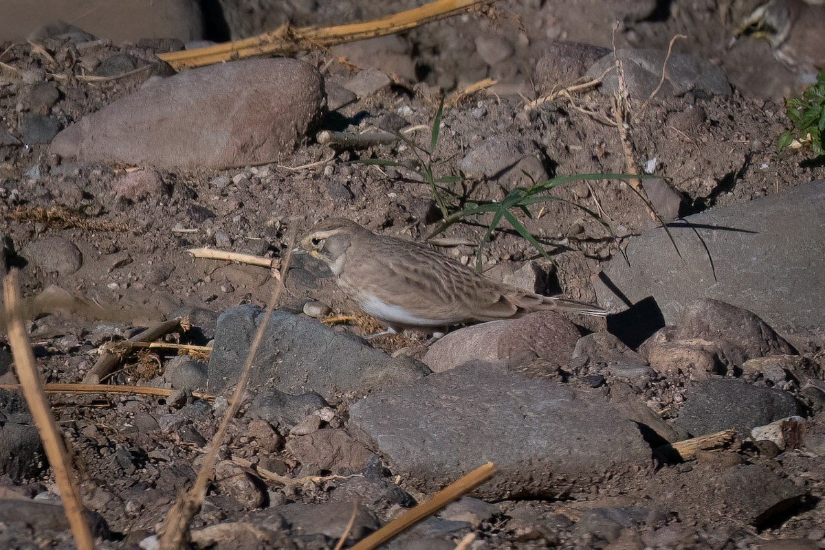 Horned Lark - Michael Roper